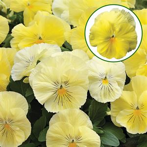 Afbeelding van Viola P9 Grootbloemig Lemon shades